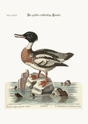 Smergo maggiore, 1749-73
